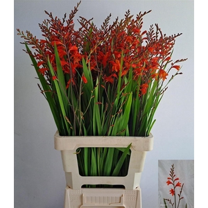 Crocos Red King