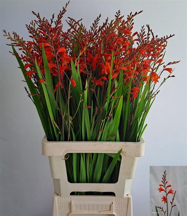 <h4>Crocos Red King</h4>
