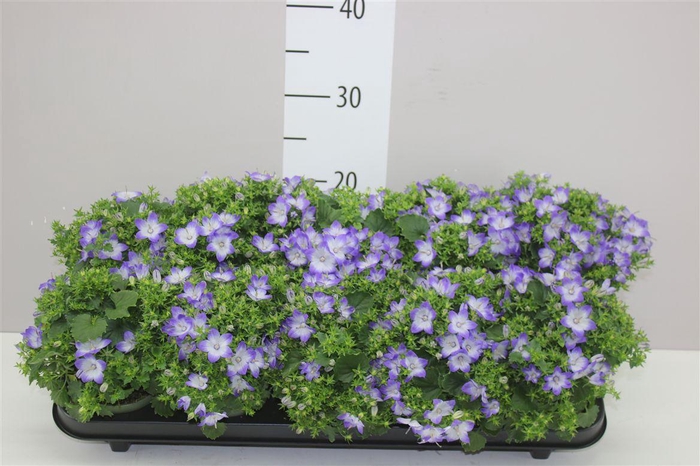 <h4>Campanula Fancy Mee Bicolor</h4>