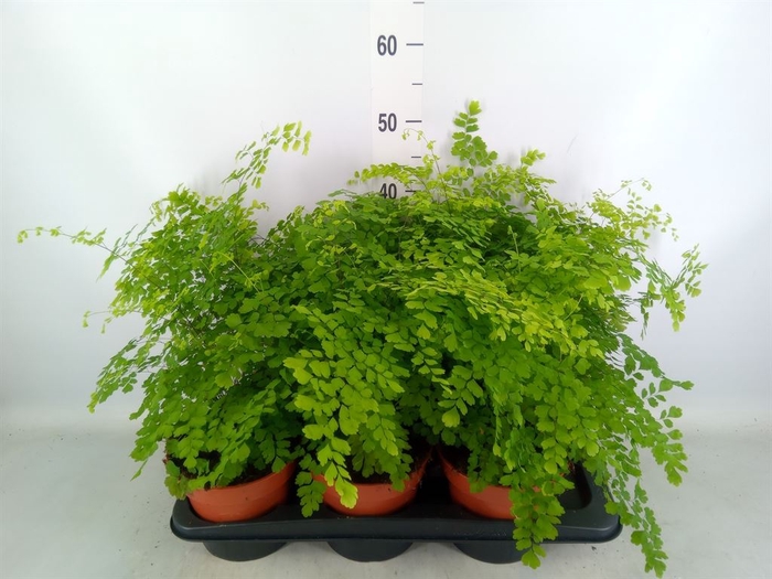 <h4>Adiantum raddi. 'Fragrans'</h4>