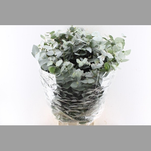 Euca Cinerea 300 Gram Extra Albenga