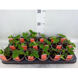 Fragaria ananassa 'Elsanta'