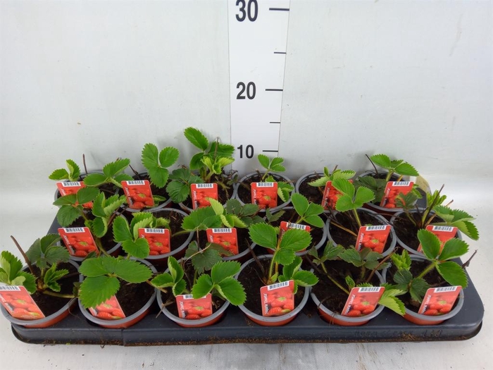 <h4>Fragaria ananassa 'Elsanta'</h4>