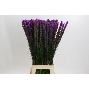Liatris Callilepis