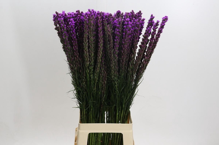 <h4>Liatris Callilepis</h4>