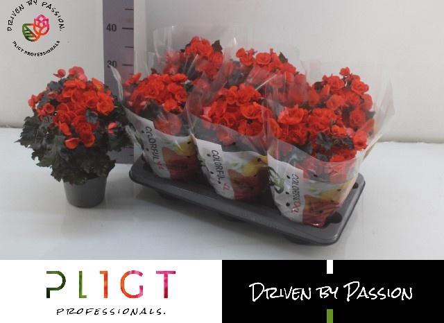 <h4>BEG DU MOCCA ORANGE</h4>