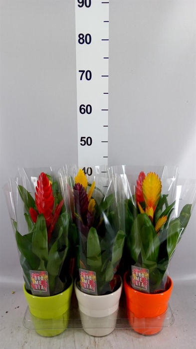 <h4>Vriesea   ...mix 6</h4>