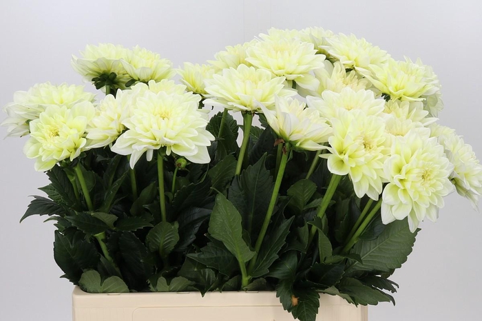 <h4>Dahlia Champagne</h4>
