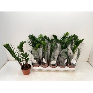 ZAMIO ZAMIIFOLIA