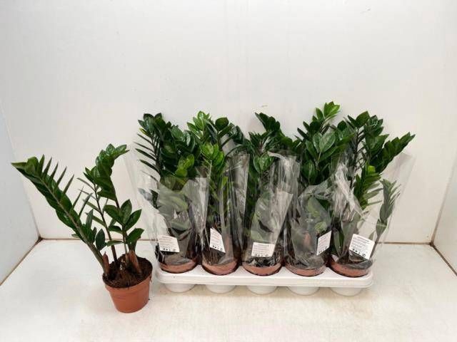 <h4>ZAMIO ZAMIIFOLIA</h4>