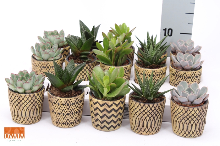 <h4>SUCC GEM 5 SRT</h4>