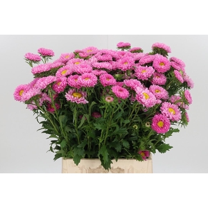 Callis Per Bos Pink