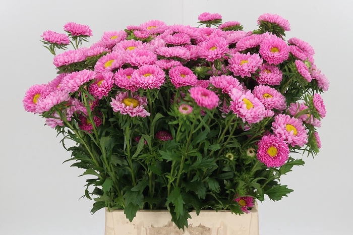 <h4>Callis Per Bos Pink</h4>
