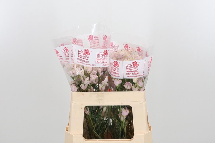 <h4>Delph En M Sug Pink</h4>