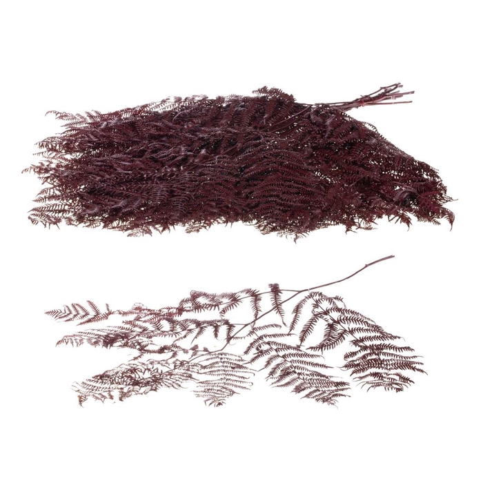 <h4>Bracken Fern Preserved 10pc Bordeaux</h4>