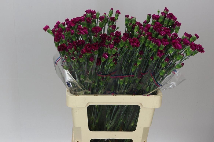 <h4>Di Tr Purple</h4>