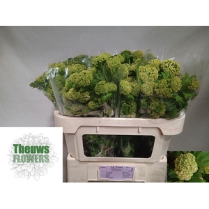 VIBURNUM ROSEUM (SNEEUWBAL)