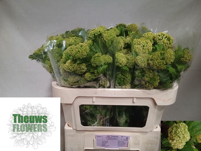 <h4>VIBURNUM ROSEUM (SNEEUWBAL)</h4>