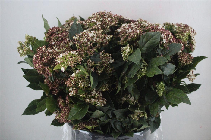 <h4>Viburnum Blooming White P Bunch</h4>