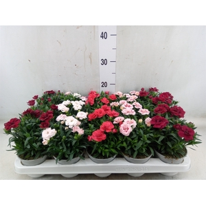 Dianthus   ...mix
