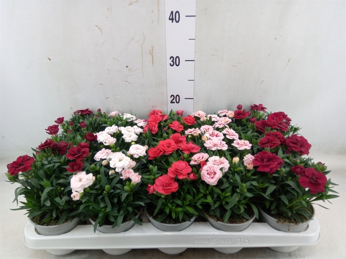 <h4>Dianthus   ...mix</h4>