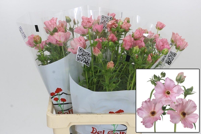 <h4>RAN BUTTERFLY ISIS</h4>