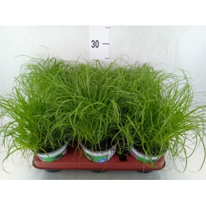 Cyperus alternifolius 'Zumula'