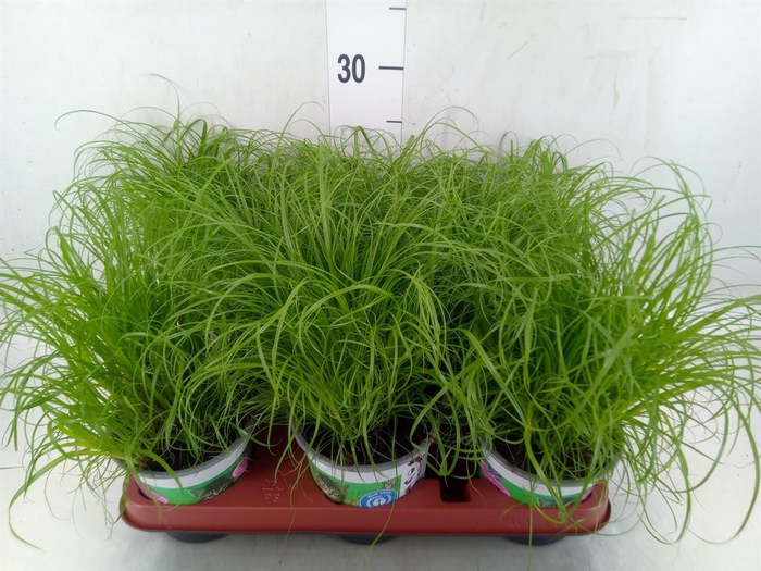 <h4>Cyperus alternifolius 'Zumula'</h4>