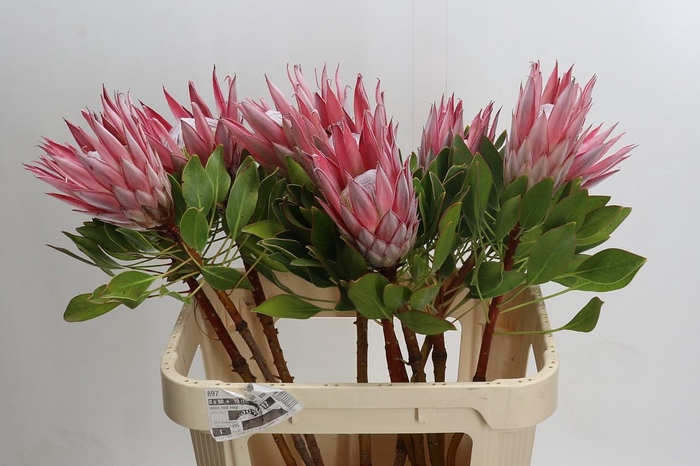 <h4>Protea Cynaroides</h4>