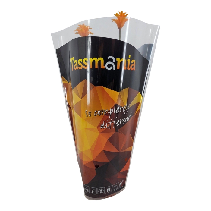 <h4>Calathea Crocata Tassmania in sierhoes</h4>