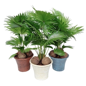Livistona rotundifolia Mona lisa