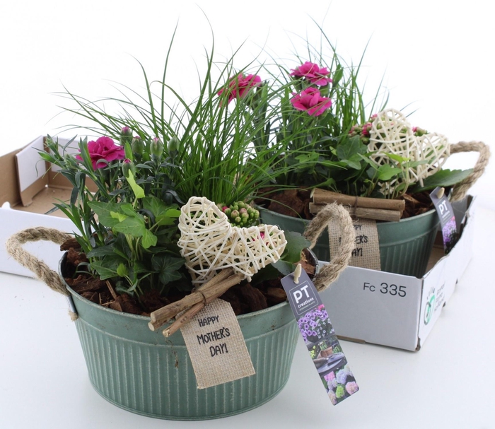 <h4>ARR TUINPLANTEN</h4>