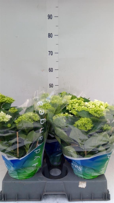 <h4>Hydrangea mac. 'Wudu'</h4>