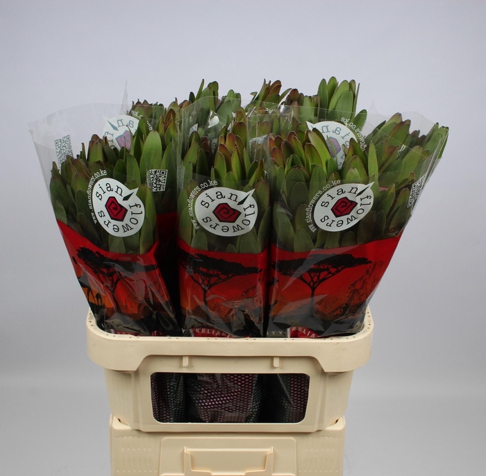 <h4>LEUCAD SAF GOLDSTRIK</h4>