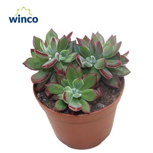 Echeveria Pulvinata Devotion