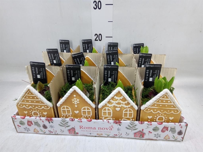 <h4>Arr. Hyacinthus L%</h4>