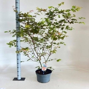ACER PALMATUM