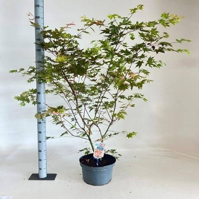 <h4>ACER PALMATUM</h4>