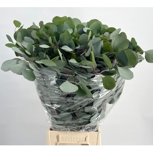 EUCALYPTUS 'POPULUS'