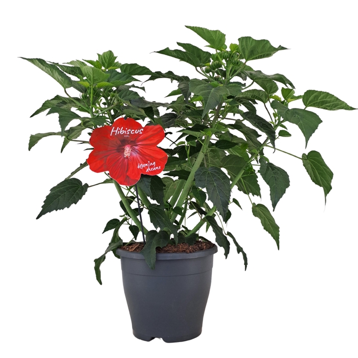 <h4>Hibiscus Extreme Oak Red p23</h4>