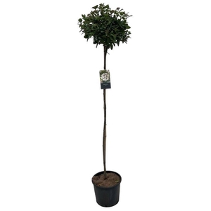 Viburnum tinus sense 130cm stam