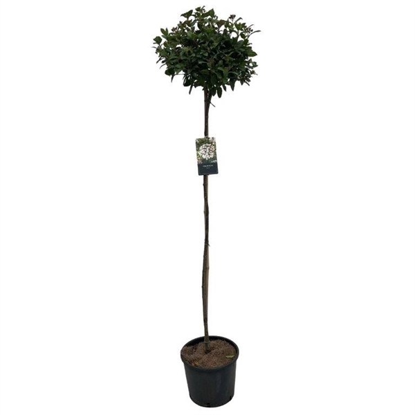 <h4>Viburnum tinus sense 130cm stam</h4>