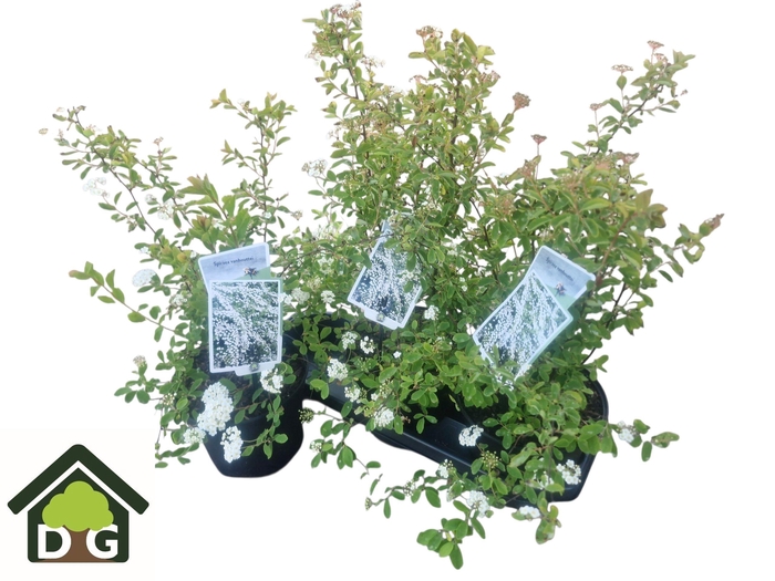 <h4>SPI VANHOUTTEI</h4>