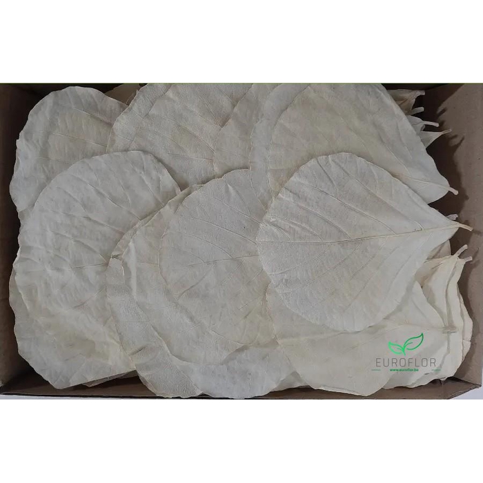 <h4>COBRA LEAVES BLEACHED 100pcs</h4>