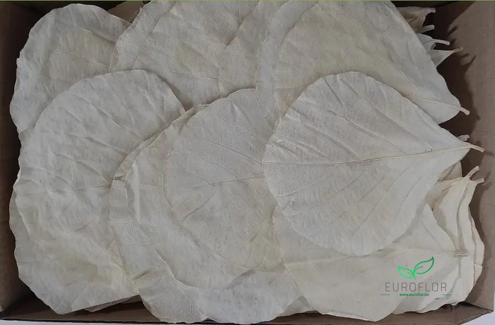 COBRA LEAVES BLEACHED 100pcs