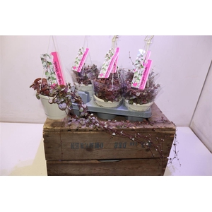 arr8 Ceropegia Woodii Sup