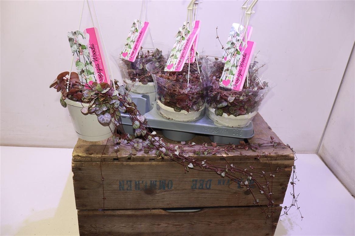 <h4>arr8 Ceropegia Woodii Sup</h4>