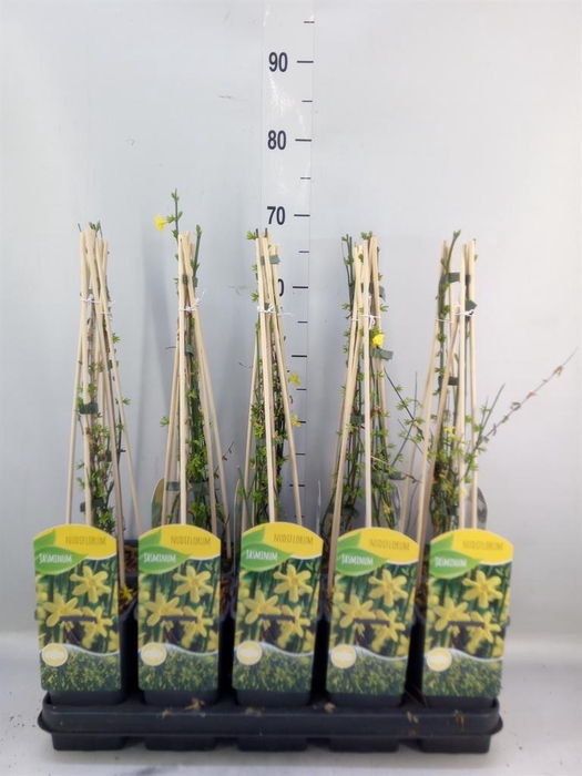 <h4>Jasminum nudiflorum</h4>