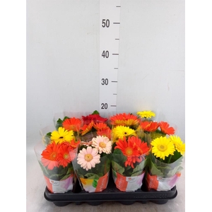 Gerbera  'Colourgame'   ...mix