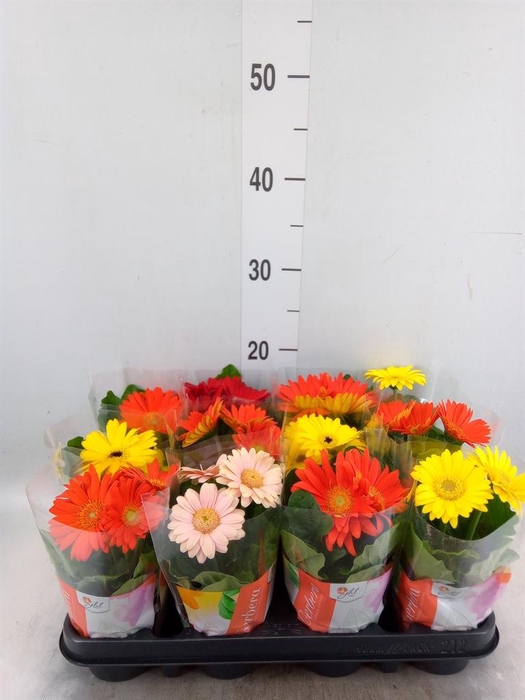 <h4>Gerbera  'Colourgame'   ...mix</h4>